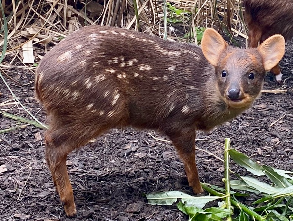 Pudu deer hotsell
